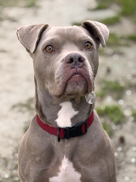 Entry image for Sampson. Clicking this image will show a larger photo