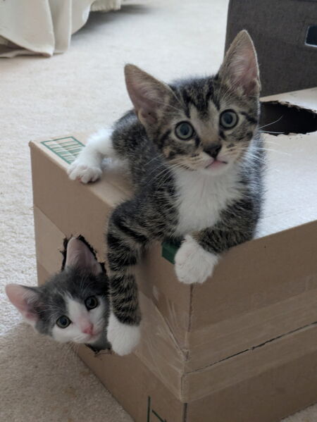 Entry image for Charlie and Dillon. Clicking this image will show a larger photo