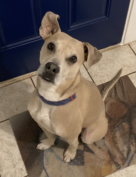 Entry image for Scout. Clicking this image will show a larger photo