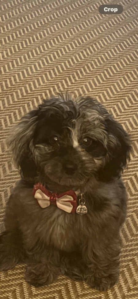 Entry image for Sully. Clicking this image will show a larger photo