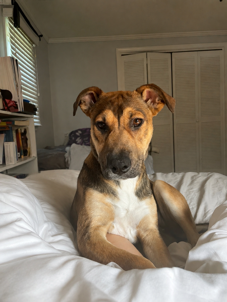 Entry image for Lila. Clicking this image will show a larger photo