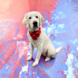 Entry image for Rizzo