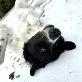 Entry image for Frankie
