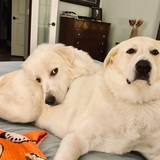 Entry image for Sam and Lucy