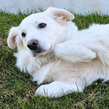 Entry image for Buster (Bagel)