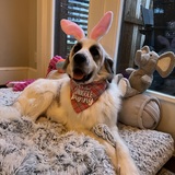 Entry image for Tallulah Bunny
