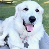 Entry image for Tippy