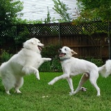 Entry image for Lily Mae & Rex