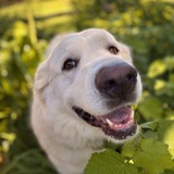 Entry image for Josie