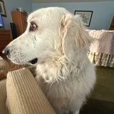 Entry image for Annie