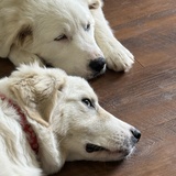 Entry image for Maggie and Allie