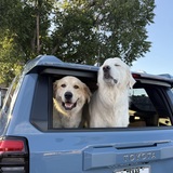 Entry image for Georgie & Valor ATX