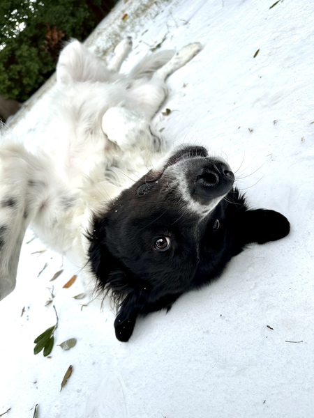Entry image for Frankie. Clicking this image will show a larger photo