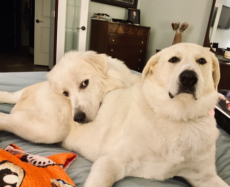 Entry image for Sam and Lucy. Clicking this image will show a larger photo