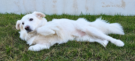 Entry image for Buster (Bagel). Clicking this image will show a larger photo