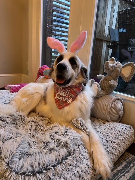 Entry image for Tallulah Bunny. Clicking this image will show a larger photo