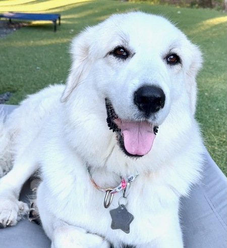 Entry image for Tippy. Clicking this image will show a larger photo