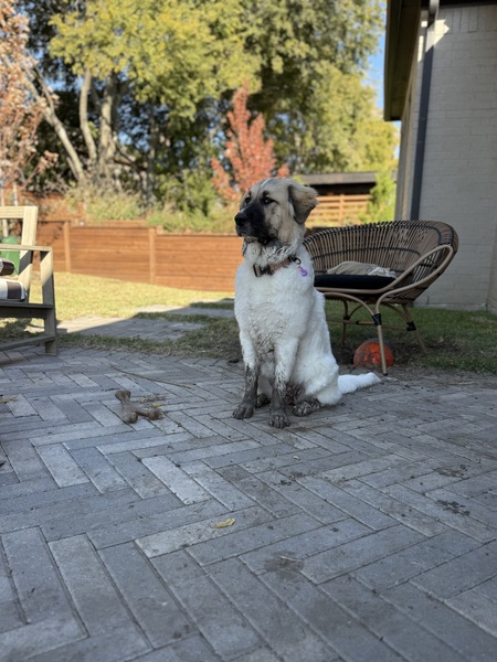 Entry image for Sylvie. Clicking this image will show a larger photo
