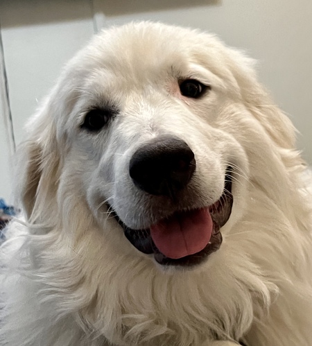 Entry image for Shiloh . Clicking this image will show a larger photo