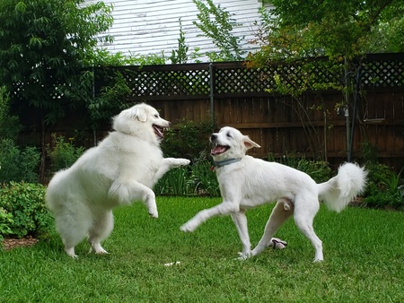 Entry image for Lily Mae & Rex. Clicking this image will show a larger photo
