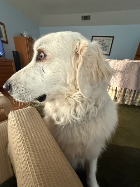 Entry image for Annie. Clicking this image will show a larger photo
