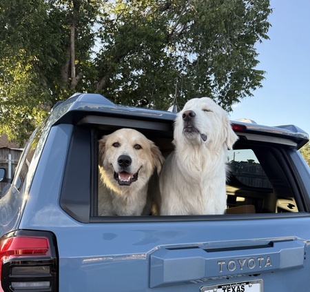Entry image for Georgie & Valor ATX. Clicking this image will show a larger photo
