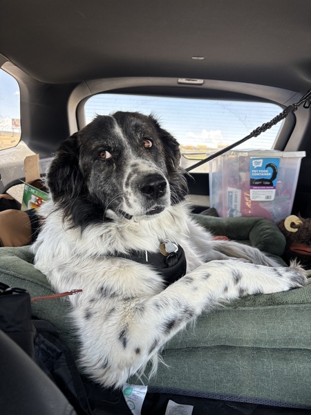 Entry image for Tucker. Clicking this image will show a larger photo