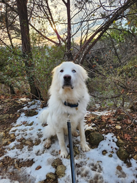Entry image for Balto. Clicking this image will show a larger photo
