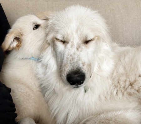 Entry image for Clover and Biscuit. Clicking this image will show a larger photo