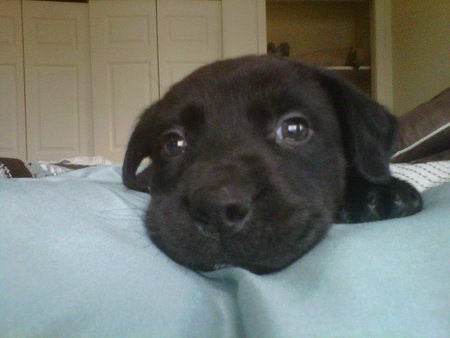Barkley