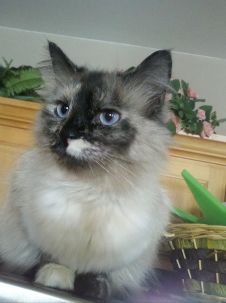 Sophie