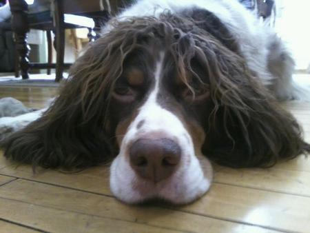Bailey