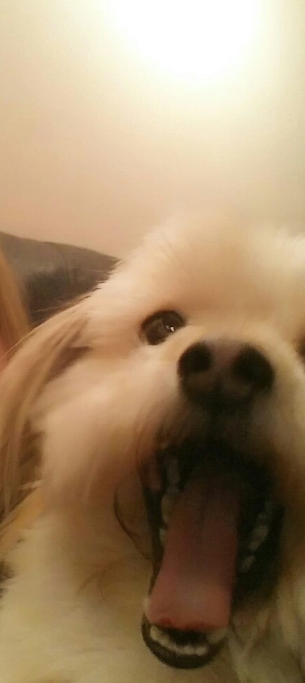 Sadie
