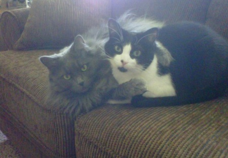 Stormy & Oreo