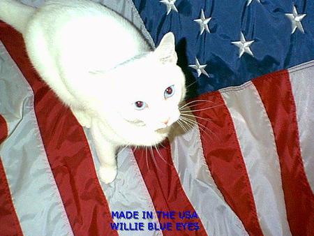 Willie