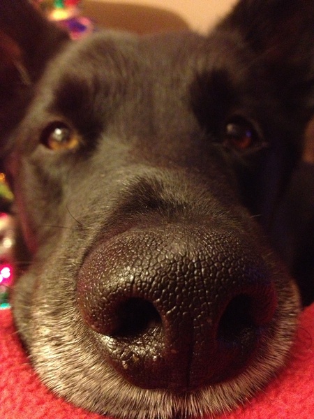 Bruno