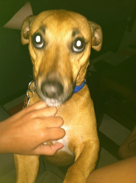 jesse
