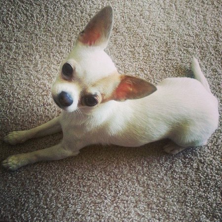 Finnley