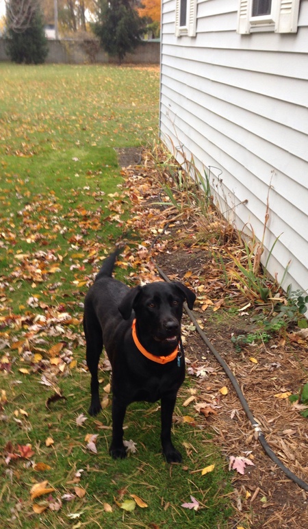 Zoey