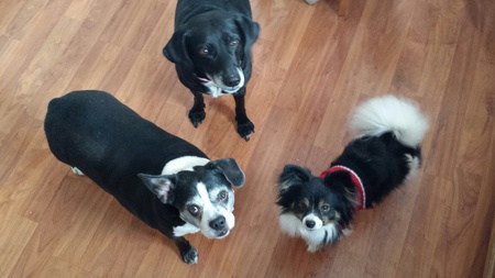 Buddy, Babe and Mooch