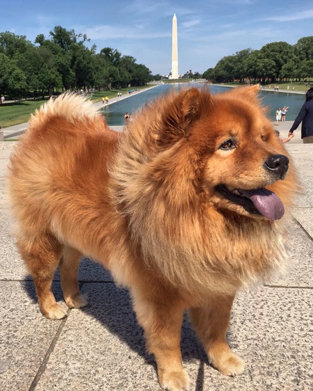 Izzy the Chow