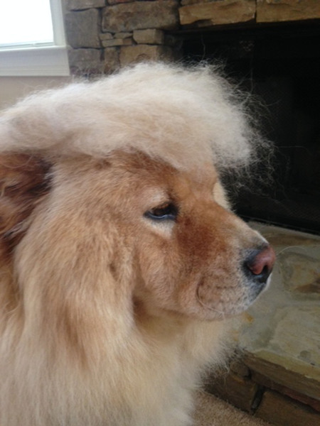 Cassi's Trump Look