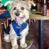 Entry image for Toby