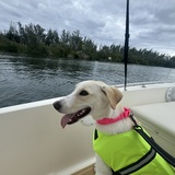Entry image for Roxy