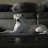 Entry image for NYLA