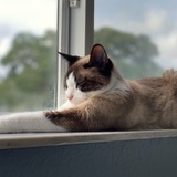 Entry image for Pebbles