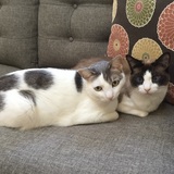 Entry image for Pebbles and Bam Bam