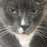 Entry image for Suki