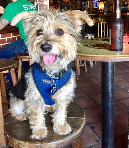 Entry image for Toby. Clicking this image will show a larger photo