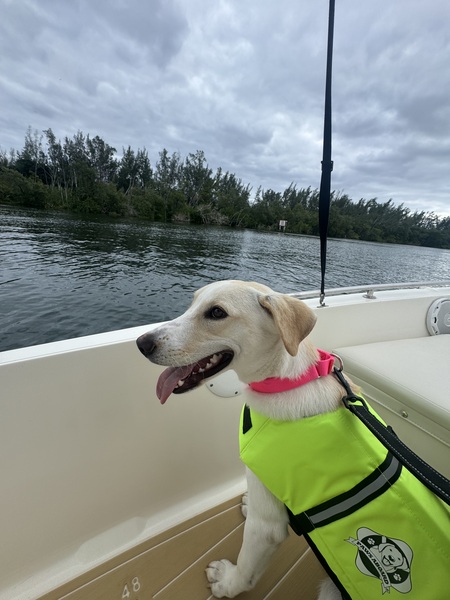 Entry image for Roxy. Clicking this image will show a larger photo